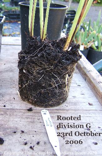 Rooted division G  on 23.10.2006